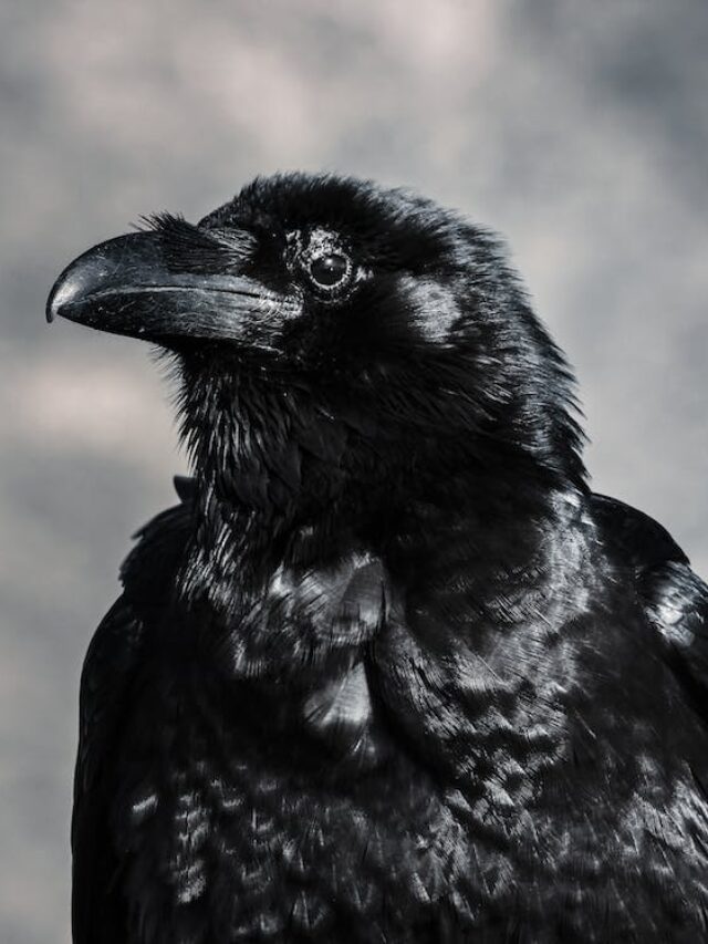 Ravens vs Crows What Are The Differences and Similarities Birdzilla Enjoyin