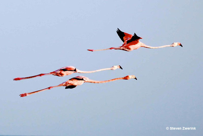 Flamingos flying