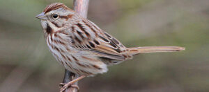 Song sparrow