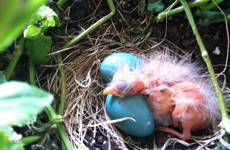 American Robin eggs are greenish-blue in color