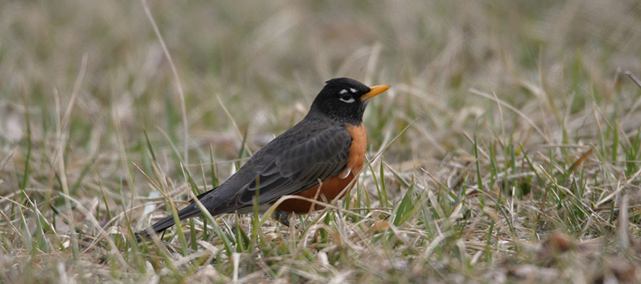 American Robin