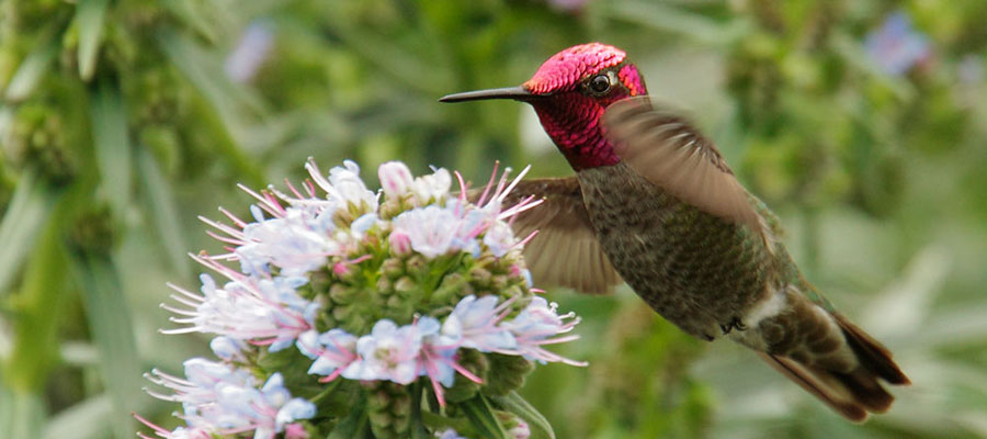 How do hummingbirds get their colors