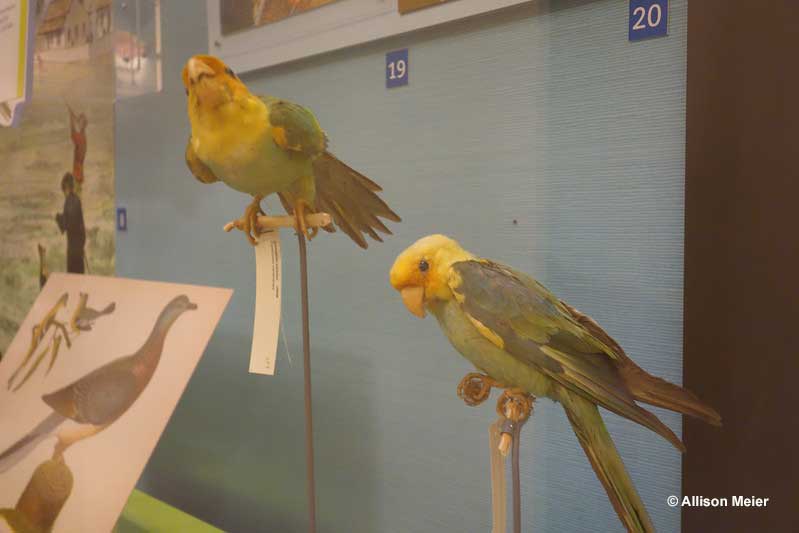 Carolina Parakeets