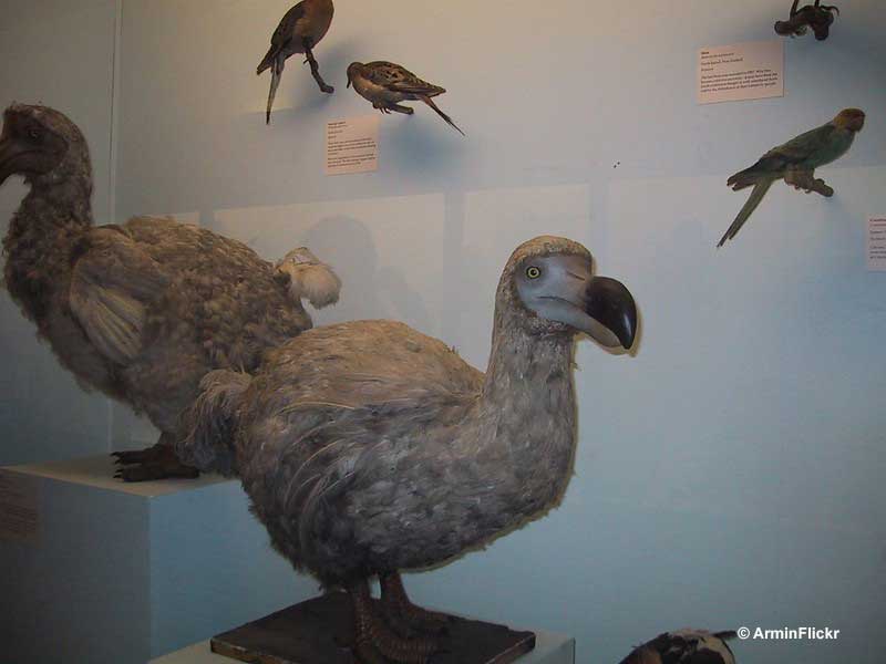 Dodo is perhaps the most well-known extinct bird