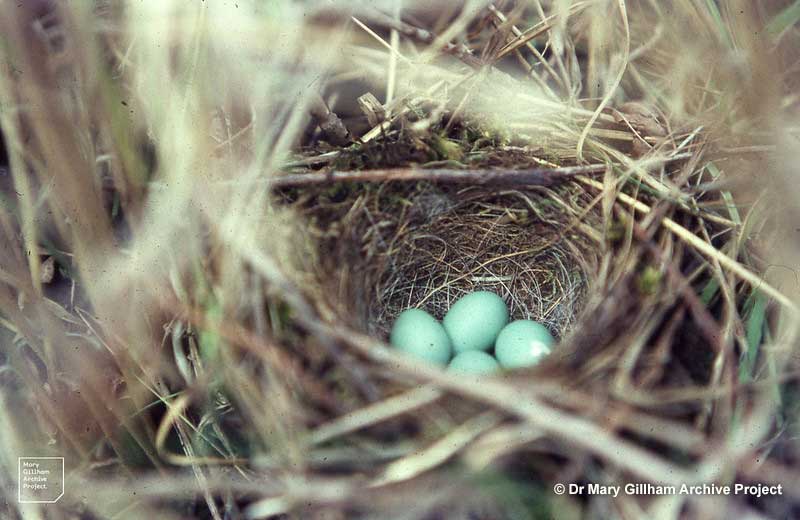 Dunnock nest and eggs
