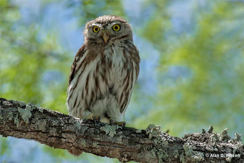 Ferruginous Pygmy Owl
