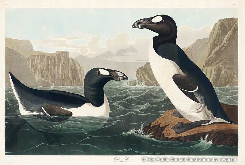 Great Auks