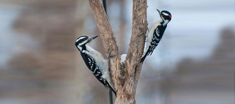 Hairy and Downy woodpeckers