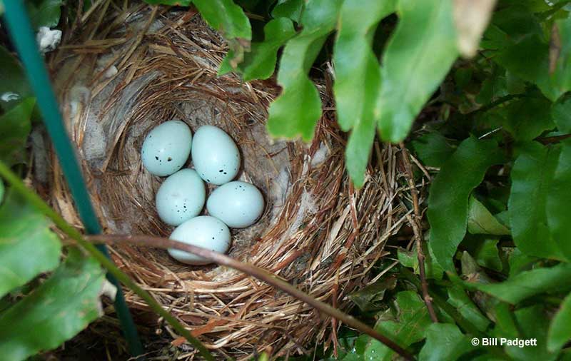 House Finch eggs