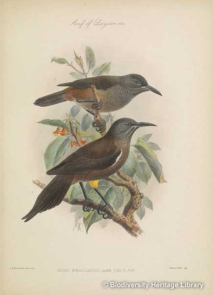 Kaua'i'o'o, native to Hawaii, was the last of its family, but now, all species are extinct