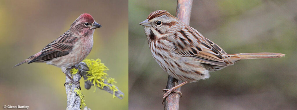 Song Sparrow (Right) & Cassin's Finch (Left)