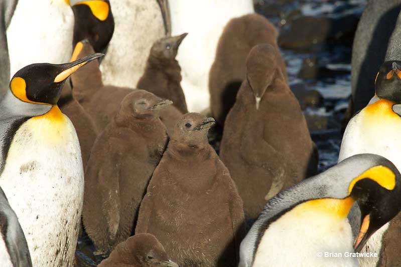 Baby penguins look much fluffier than their adult counterparts