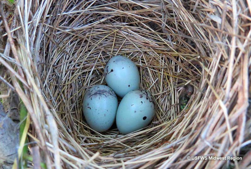 Blackbird eggs