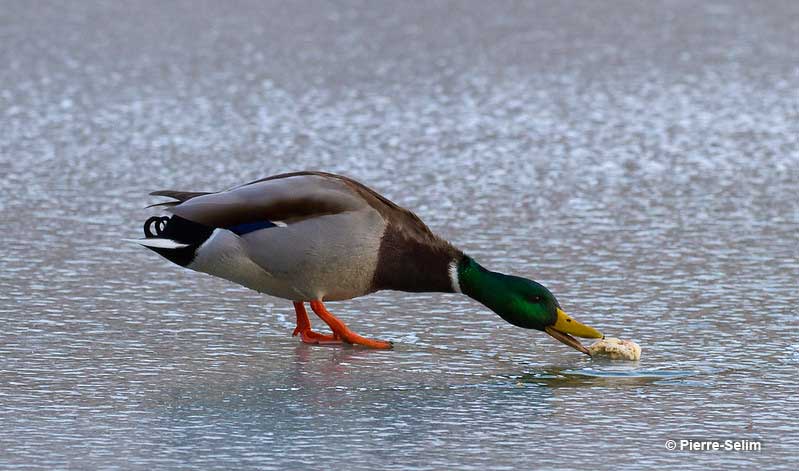 Can ducks eat bread