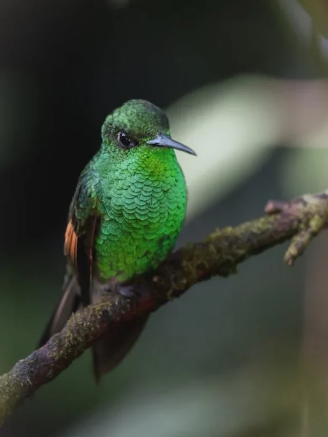 Hummingbird Nests – Everything We Need To Know