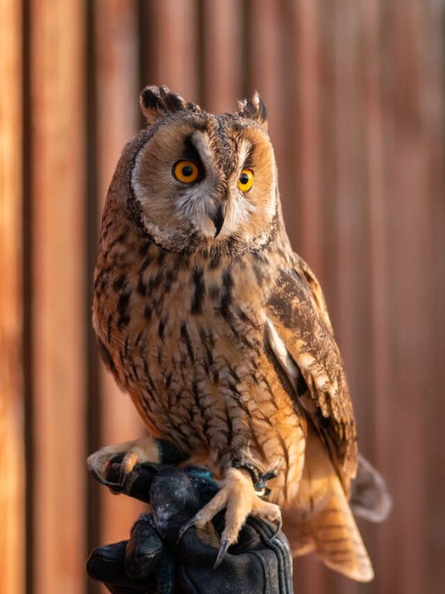 8 Owls in Texas (And Their ID)