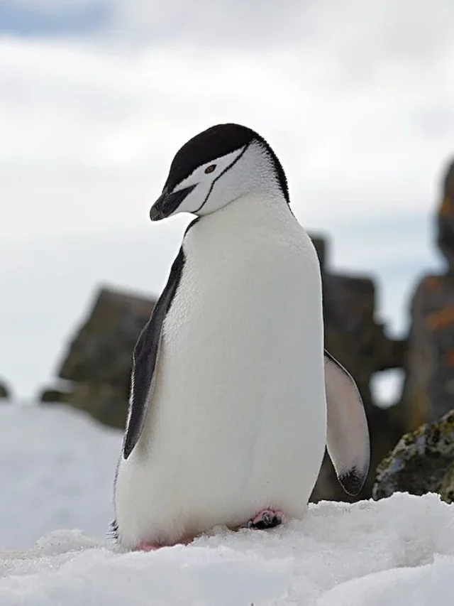 Do Penguins Have Feathers Or Fur?