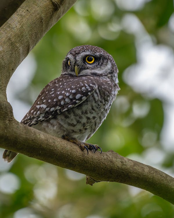 Spotted Owlet