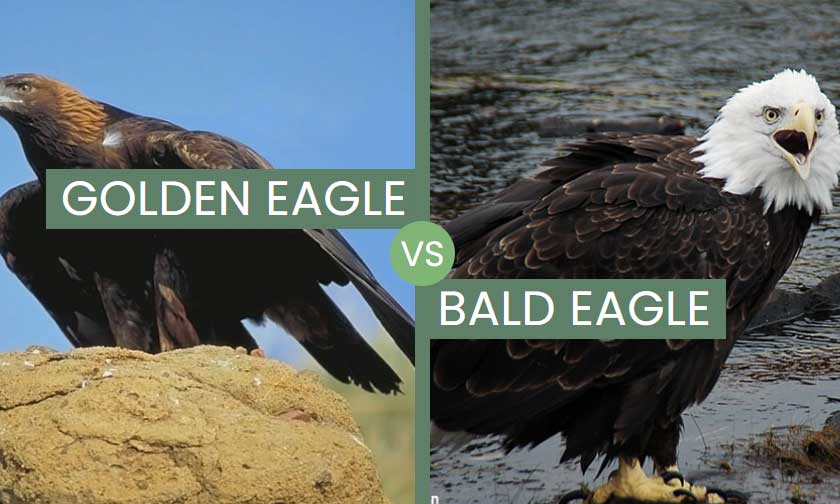 Golden Eagle vs Bald Eagle – How Different Are They Really?
