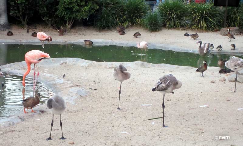 It takes a while for baby flamingos to get their colors