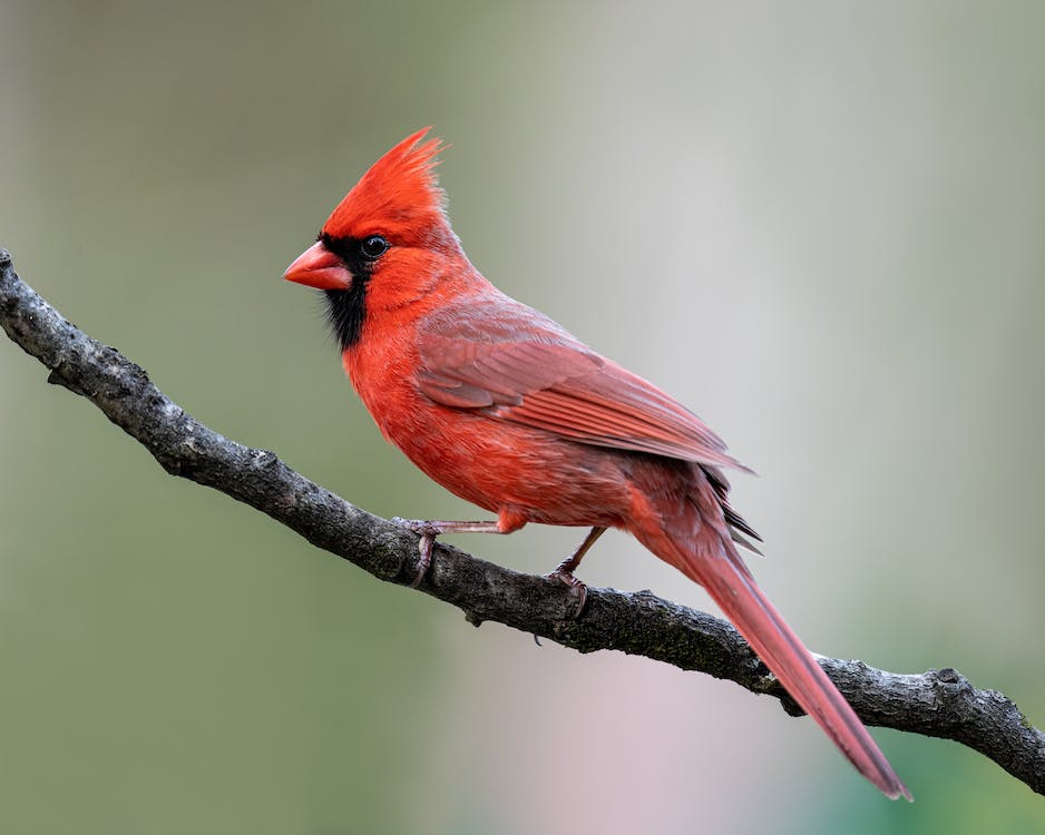 Northern Cardinal sitting on branch