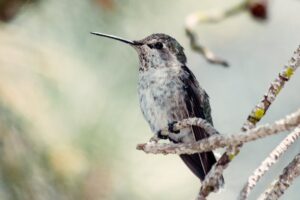 7 Things to Know About Black-chinned Hummingbird