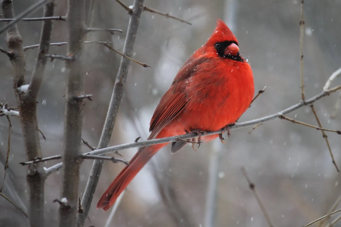 Decoding Cardinal Symbolism & Meaning