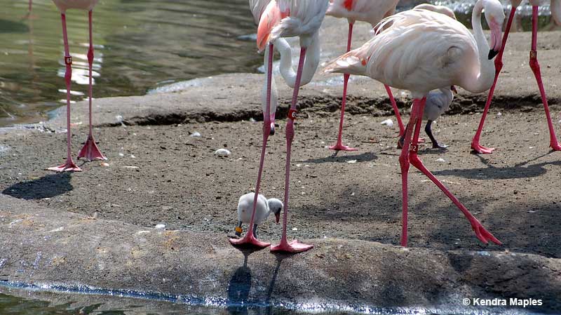 Young flamingo is a group of adult birds