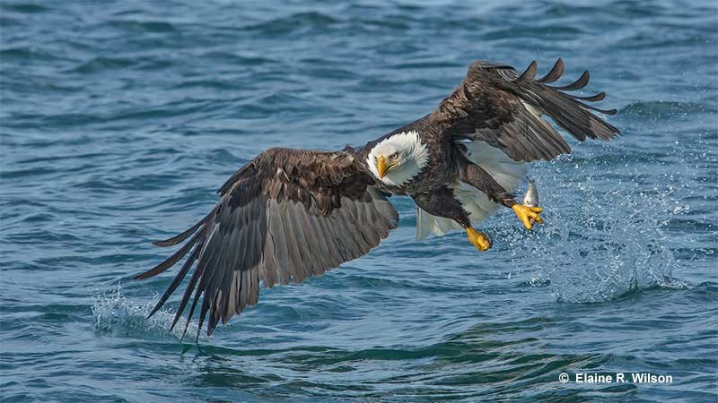 Bald Eagle on water