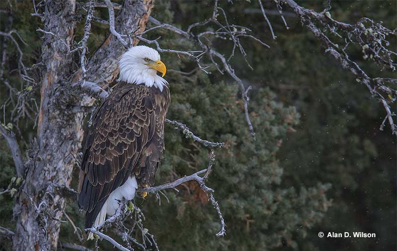 As of today, Bald Eagle populations are safe