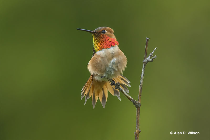 Hummingbird facts
