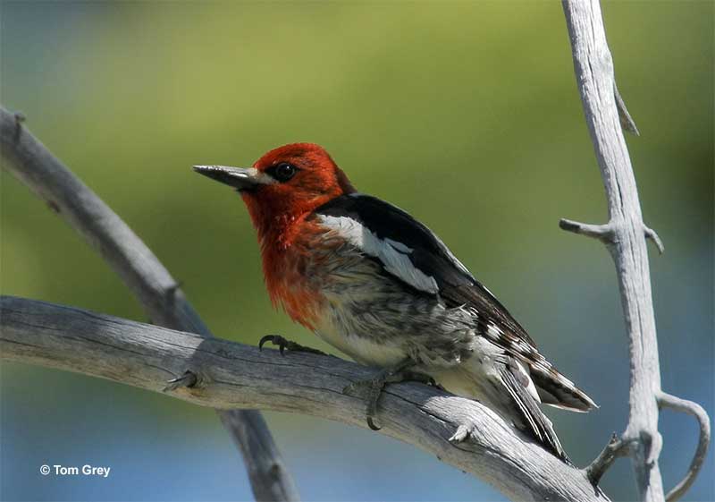 Red-breasted Sapsucker