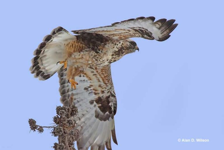 How Much Weight Can A Hawk Carry? Overview By Species