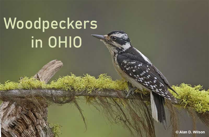 Woodpeckers in Ohio