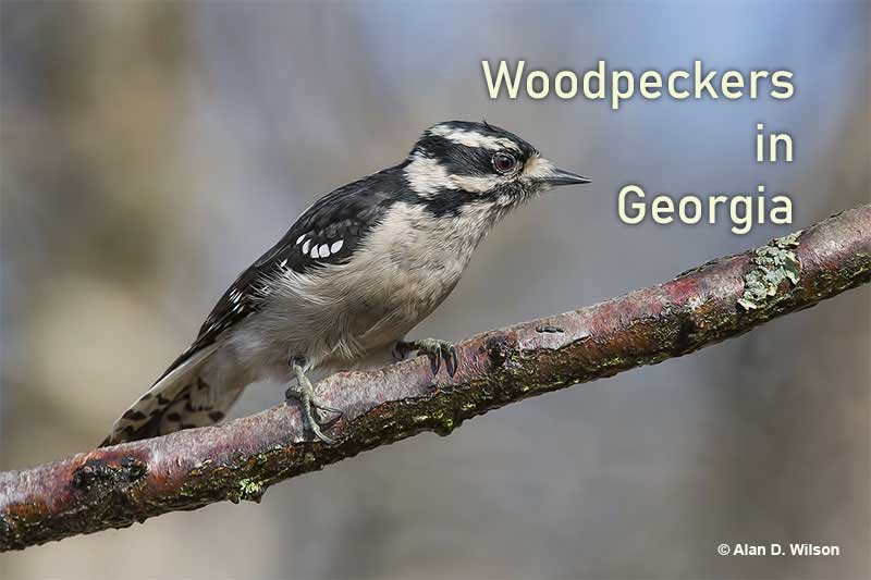 Woodpecker species you can see in Georgia
