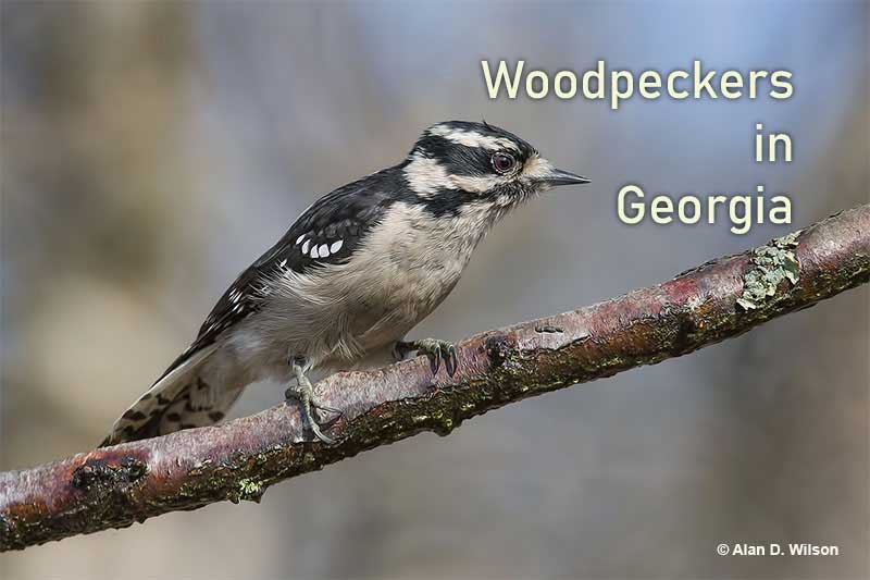 8 Woodpeckers in Species You Can See & Identify