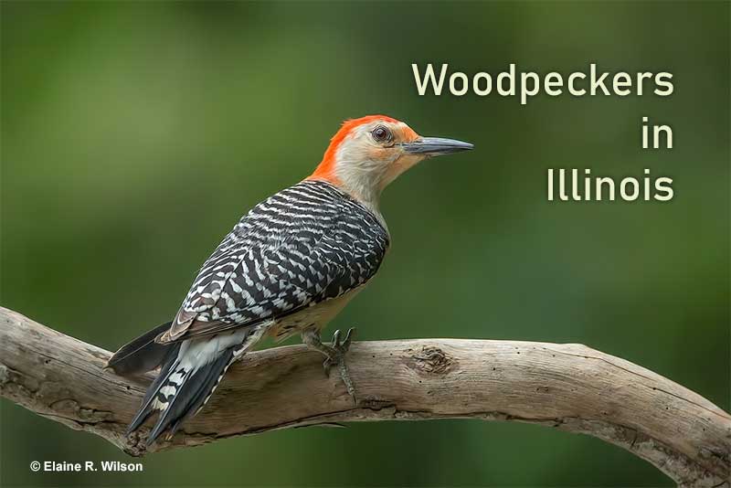Woodpeckers in Illinois – 7 Species You Can See [ID Guide]