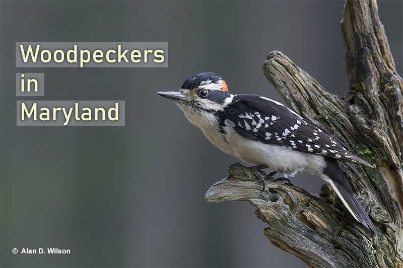 Woodpeckers in Maryland