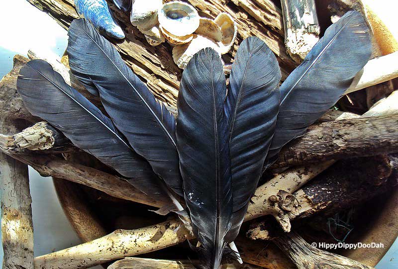 Black feather meaning