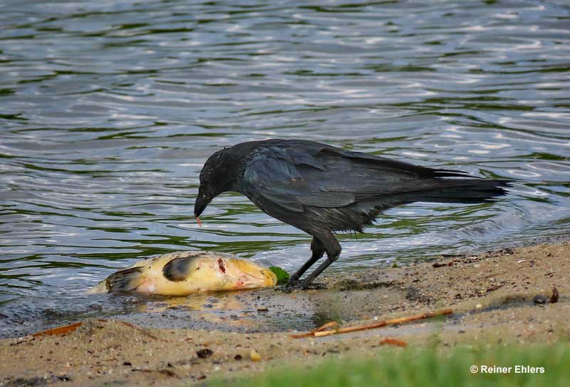 Crows like to eat fish, along with many other foods
