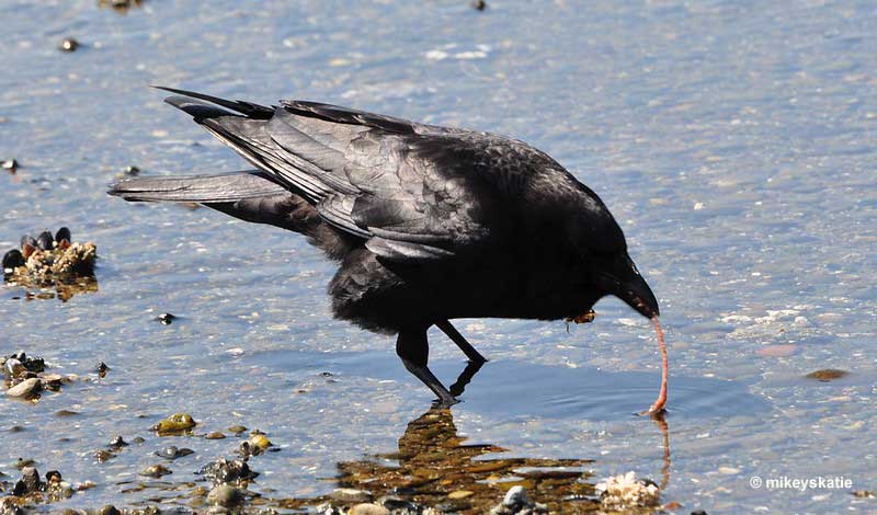 Crow eating a worm