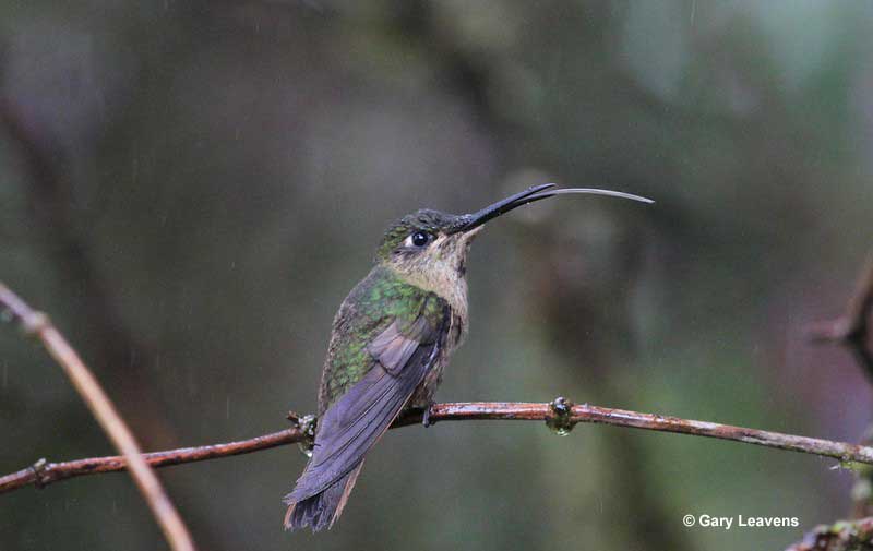 Hummingbird tongue