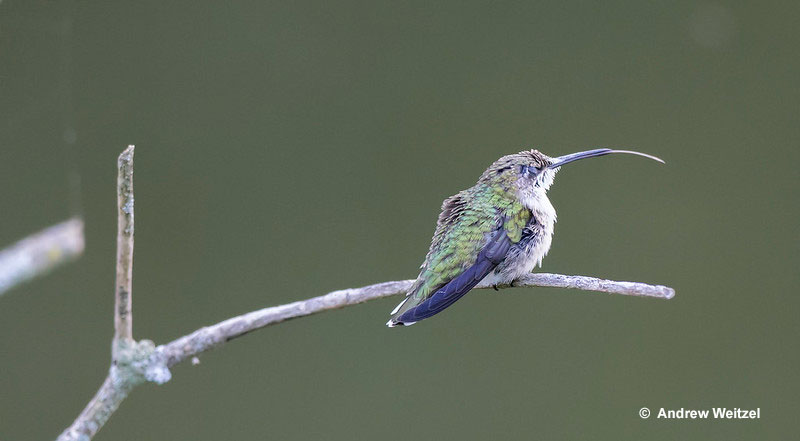 How do hummingbird tongues work