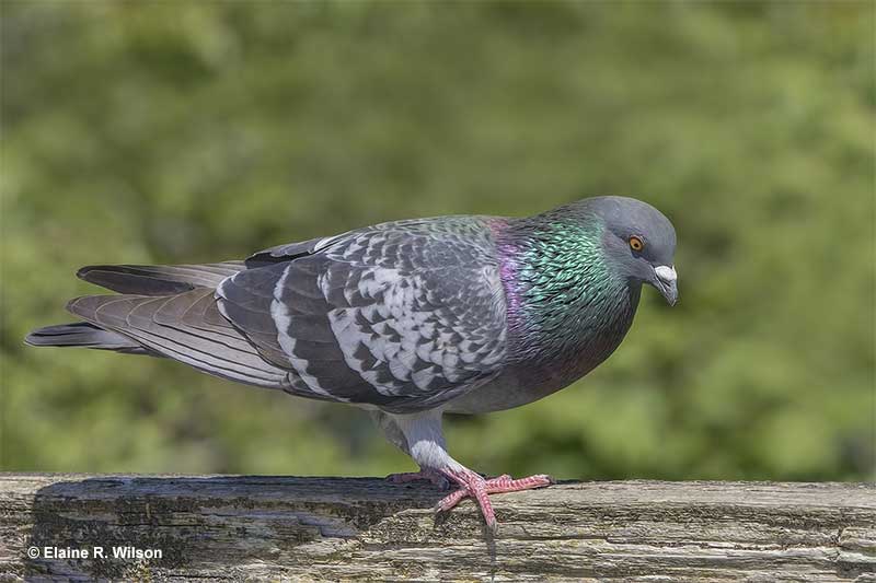 Rock Pigeons are easy to recognize by their gray and iridescent plumage