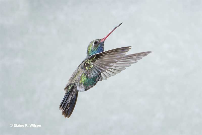 Male Broad-billed Hummingbird