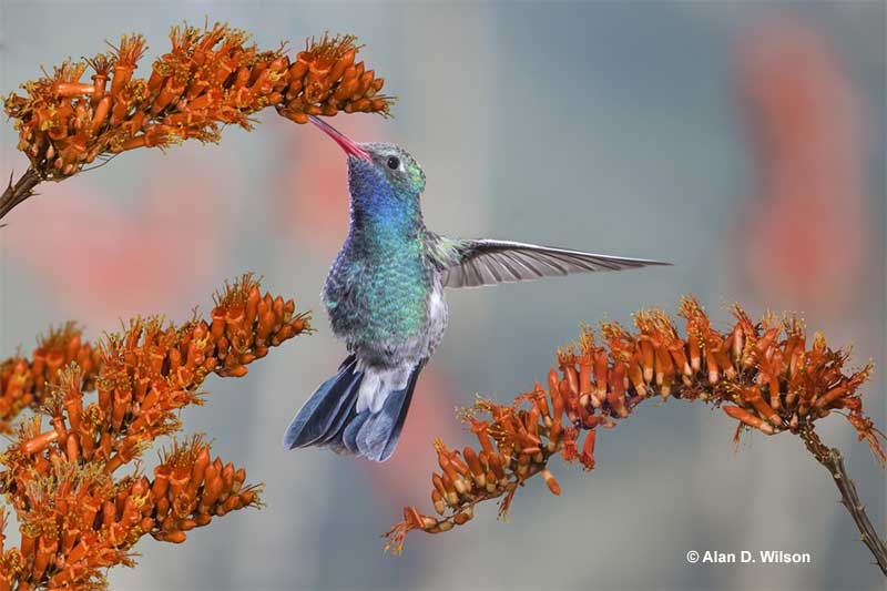 Nectar is a huge part of this hummers diet