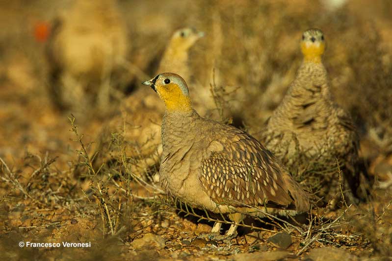 Crowned Sandgrouse
