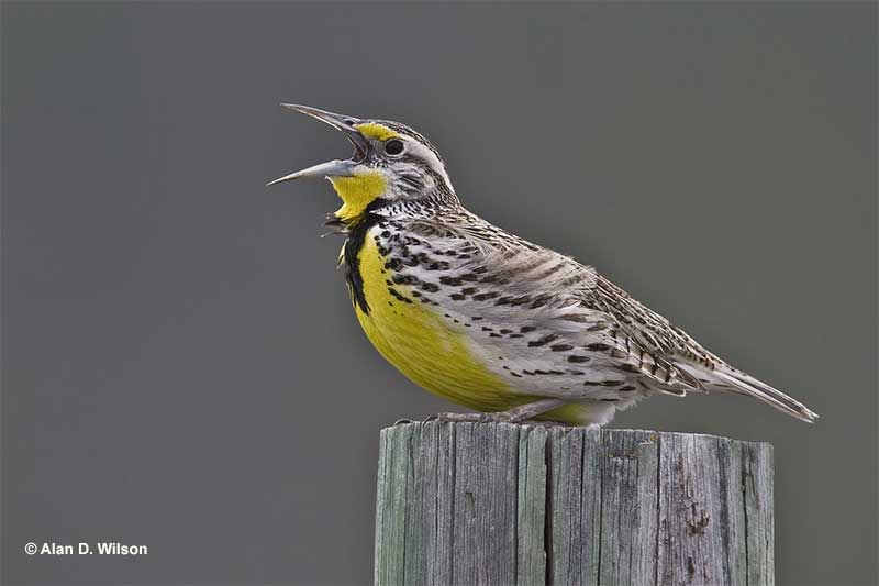 Eastern Meadowlarks are known for their vocal skills