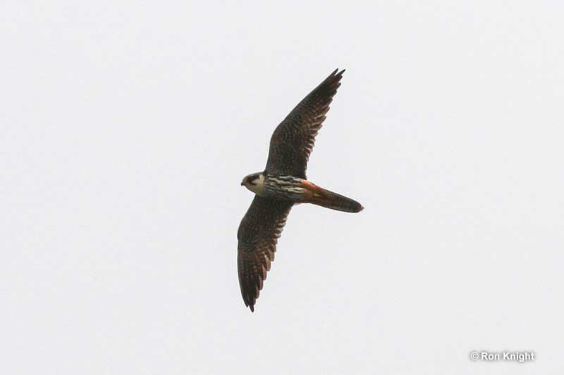 Eurasian Hobby