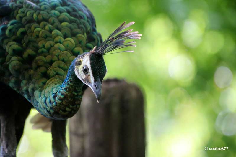 Green Peafowl